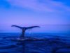 Japão se prepara para retomar caça comercial de baleias