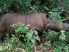 Morre último rinoceronte-de-sumatra da Malásia
