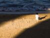 Consolo na praia – Carlos Drummond de Andrade