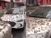 Suposta “chuva de vermes” na China assusta e viraliza; entenda